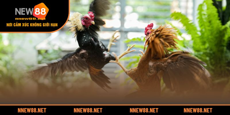 Bài học về bản lĩnh và chiến lược qua những trận đá gà nổi tiếng