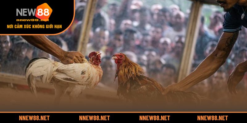 Các màn so tài lừng danh trong lịch sử đá gà Việt Nam