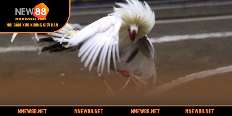 Hành trình khẳng định giá trị của những trận đá gà đỉnh cao