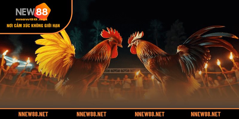 Trải nghiệm không gian đá gà trực tuyến cùng NEW88