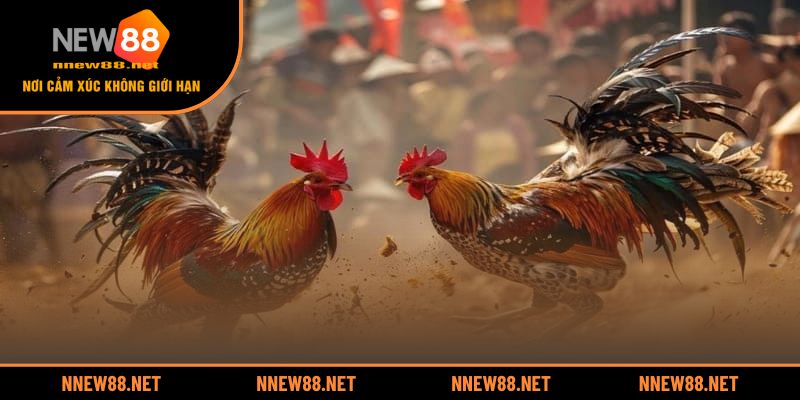 Vì sao nên xem và đặt cược đá gà tại NEW88