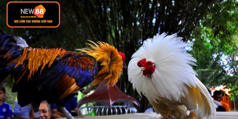 Bí quyết soi kèo hiệu quả cho người mới