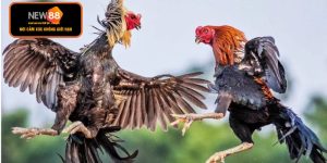 Đá Gà Mạng - Đỉnh Cao Giải Trí Trực Tuyến Hấp Dẫn