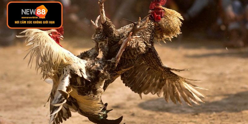 Quy trình tham gia đặt cược chuyên nghiệp nhất