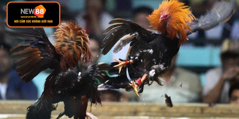 Tìm hiểu về loại hình giải trí đá gà mạng